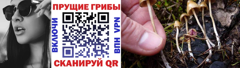 shop состав  Королёв  Галлюциногенные грибы ЛСД 